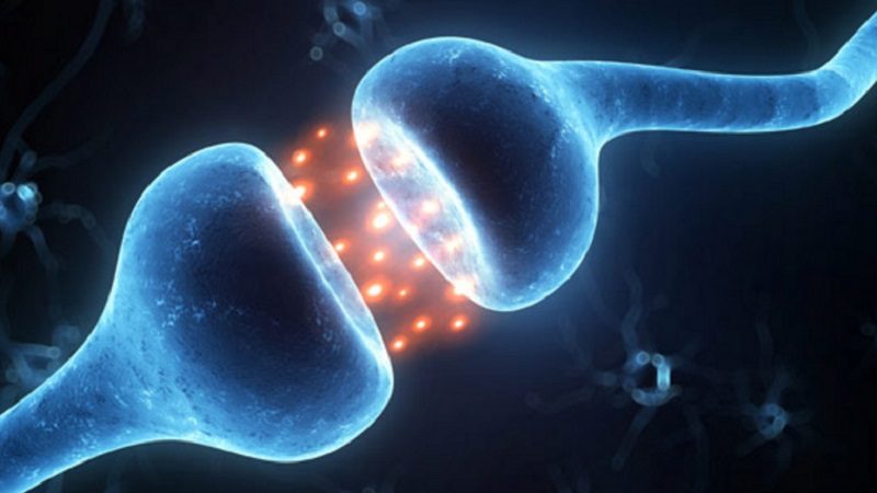 What is Synapse Synopsis?